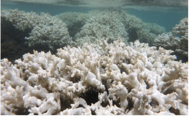 foto de branqueamento de corais