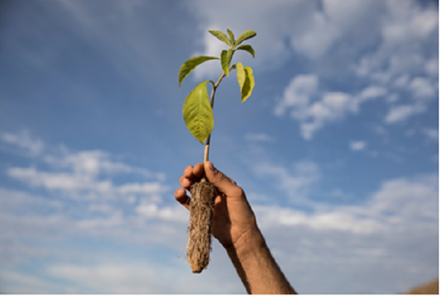 foto de uma mão segurando uma planta, remete a matéria Carbon2Nature Brasil anuncia parceria inédita com Biomas em projeto de restauração de floresta nativa no país