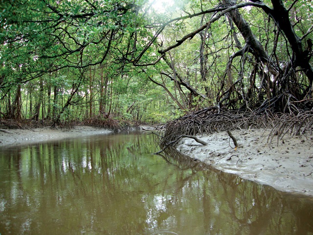 foto de manguezais do delta do paraiba