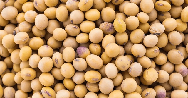 foto de soja, remete a matéria Regeneração da Mata Atlântica avança, 
mas perda de florestas maduras persiste 