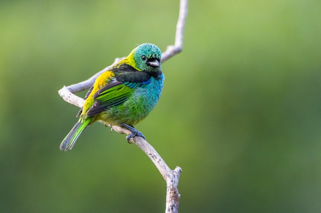 foto de saira-sete-cores, remete a matéria Histórico de incêndios ameaça a biodiversidade até mesmo em florestas que não pegaram fogo
