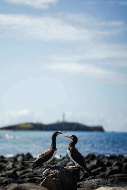 foto mostra casal de aves em abrolhos