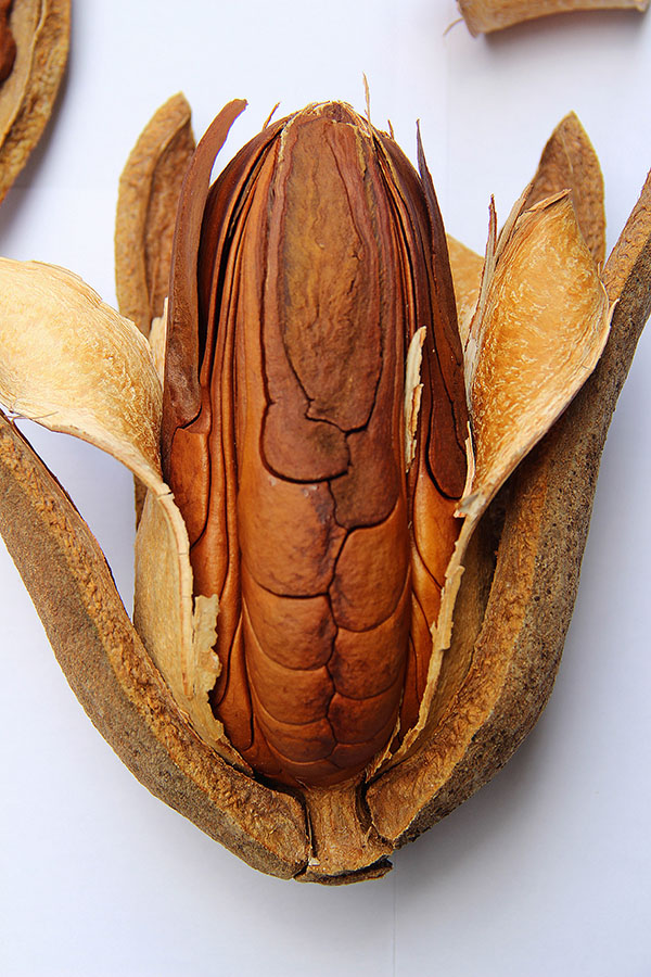 foto de ouriço e semente de mogno brasileiro, remete a matéria Estudo aponta onde e com quais espécies reflorestar a Amazônia com base na ciência