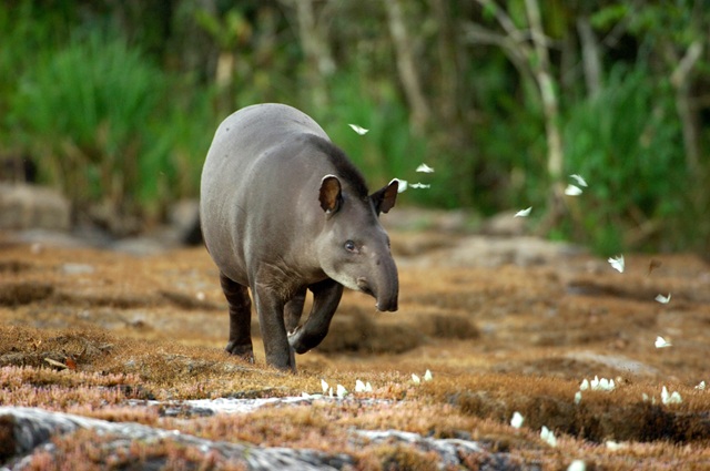 foto de Anta, remete a matéria Movimento Um Dia no Parque celebra os 25 anos do SNUC com mobilização nacional em 450 Unidades de Conservação