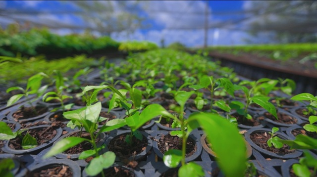 foto de mudas de pau-cravo, remete a matéria O retorno do perfume da floresta