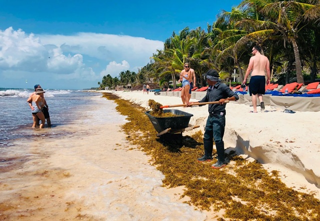 foto de Funcionário recolhe sargaço de praia perto de Tulum, no estado de Quintana Roo, México, paraíso que virou catástrofe