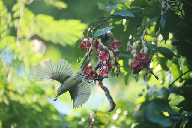 foto de ave comendo sementes - Sementes consumidas por animais germinam mais e mais rápido, além de se estabelecer em lugares mais seguros para crescer (foto: Mauro Galetti)