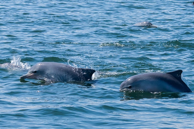 Boto-Cinza_Gabriel Marchi