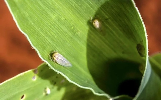 foto de cigarrinha do milho, remete a matéria Bactérias associadas a insetos podem ser ferramenta para agricultura sustentável