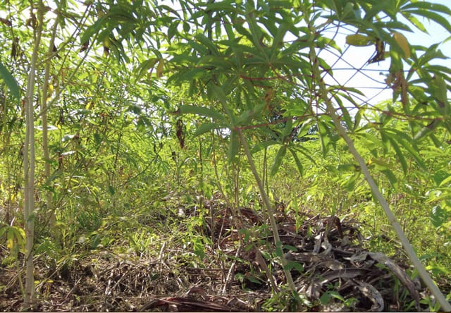 foto mostra roça de mandioca com biomassa no chão