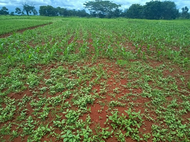 Plantas espontâneas em lavoura de milho na Fazendinha Agroecológica da Embrapa Arroz e Feijão_remete a matéria Técnicas simples ajudam lavouras orgânicas a conviver com plantas espontâneas
