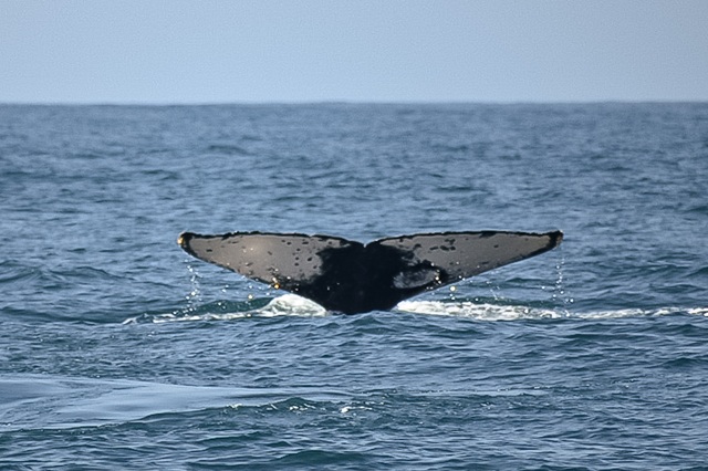 foto da cauda de baleia-jubarte em Prado