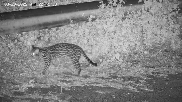 foto da jaguatirica em APP da Usina belo Monte