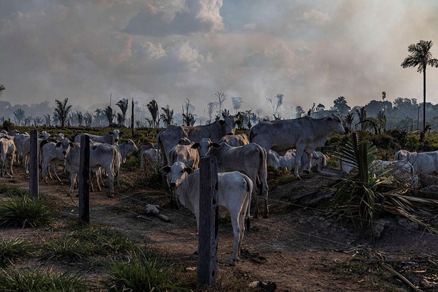 foto de Gado de pecuária, próximo a uma área recentemente desmatada e queimada, em Candeias do Jamari, Rondônia, remete a matéria 10 motivos para agir pela Amazônia