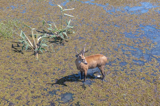Foto do cervo no brejo no cerrado