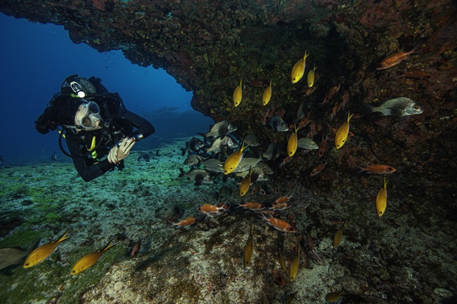 foto de mergulhador em fernando de noronha, remete a matéria da sos oceano