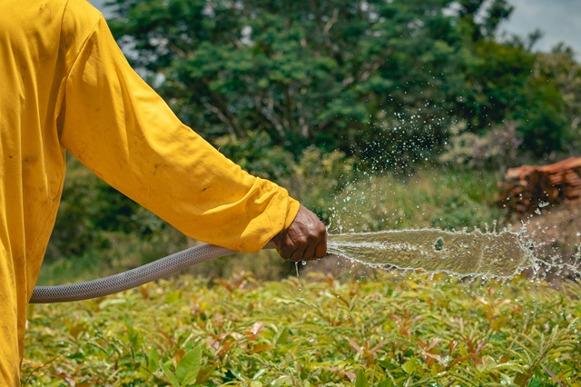 foto de funcionário da heineken regando as mudas