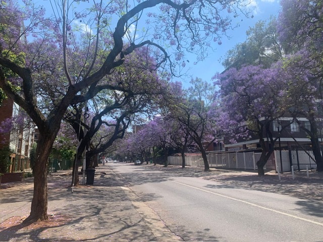 foto de rua na cidade de pretória, remete ao artigo A sustentabilidade é lilás