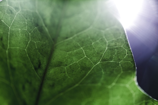 foto de folha verde com raio de sol atrás dela, remete a matéria Brasil pode adicionar até R$ 94,8 bilhões ao PIB por ano até 2030 com tecnologias sustentáveis no agro, aponta estudo da FGV