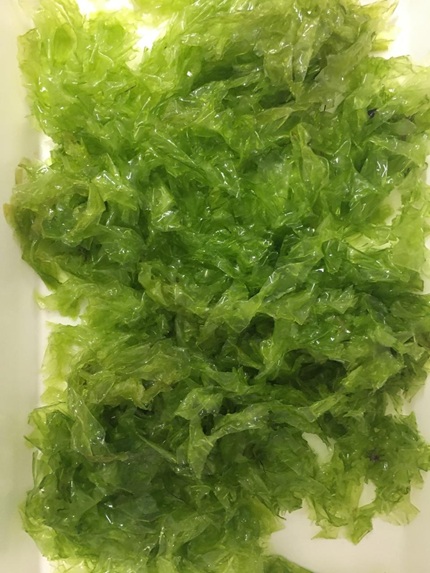 foto de algas marinhas