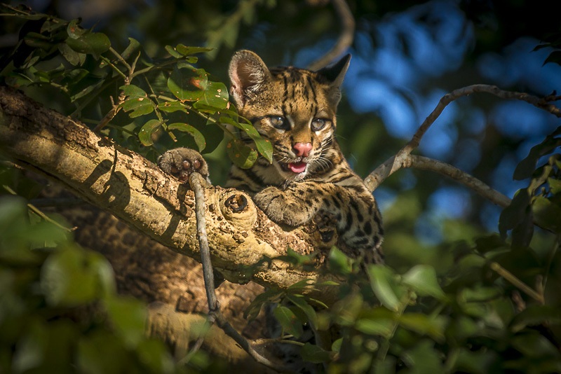 foto de gato maracajá, remete a matéria Bichos: um encontro entre arte, ciência e alma sertaneja