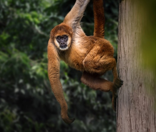 foto de muriqui, remete a matéria Coca-Cola FEMSA e SPVS mostram como investir na natureza garante o futuro dos negócios