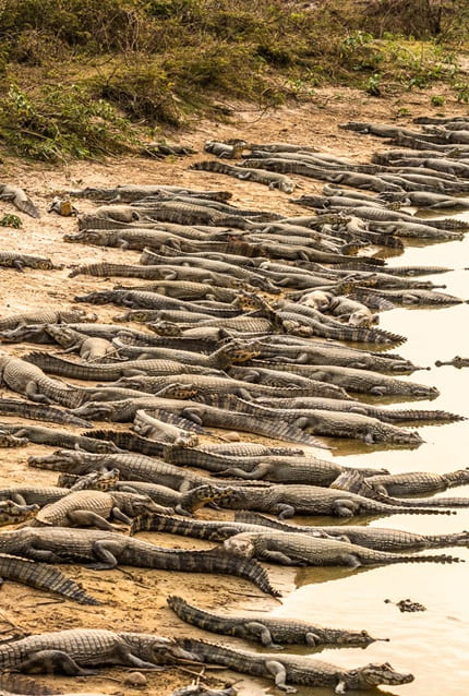 foto mostra jacares amontoados durante a seca no pantanal, remete a matéria Limite do Acordo de Paris é atingido na Amazônia — e superado no Pantanal: o planeta está avisando