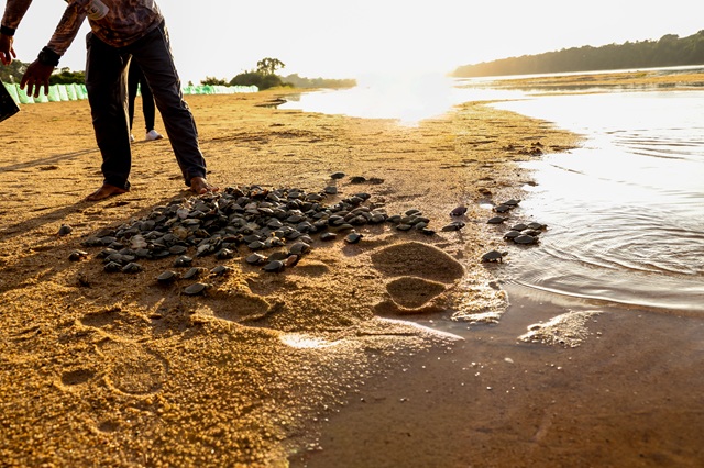foto de quelôneos sendo soltos no Vale do Guaporé 
