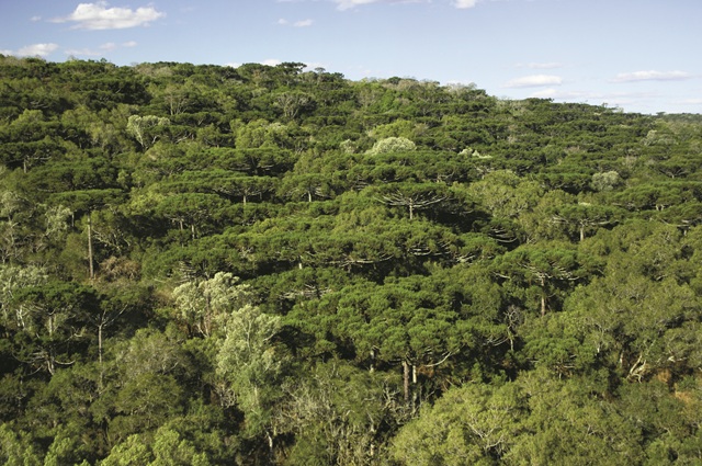 foto da mata do uru, remete a matéria Da tinta ao canto do uru:  como a Posigraf imprime futuro na Mata Atlântica