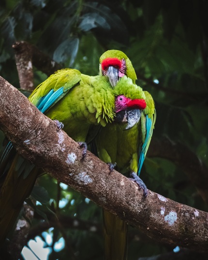 foto de dois periquitos, remete a matéria Brasil lança o primeiro Biorrepositório Nacional da Biodiversidade