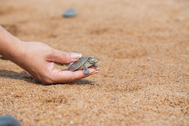 foto de uma mão soltando um quelônio, quelônios da amazônia