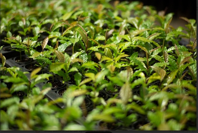 foto de mudas da symbiosis, remete a matéria Restauração florestal em nova fase: ciência genética transforma o futuro da Mata Atlântica, ampliando a resiliência climática e a captura de carbono