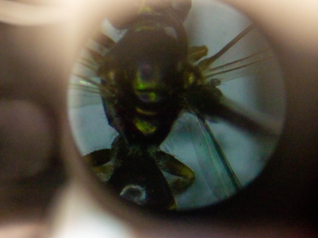 foto de abelhas descobertas