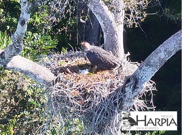 foto de harpia na estação veracel