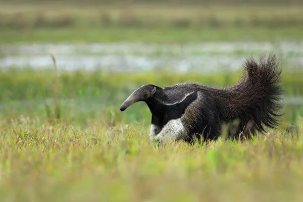 foto de tamanduá bandeira, remete a matéria Centro de Pesquisa e Inovação desenvolve soluções sustentáveis para conservação e gestão da biodiversidade junto às comunidades locais na Mata Atlântica e no Cerrado