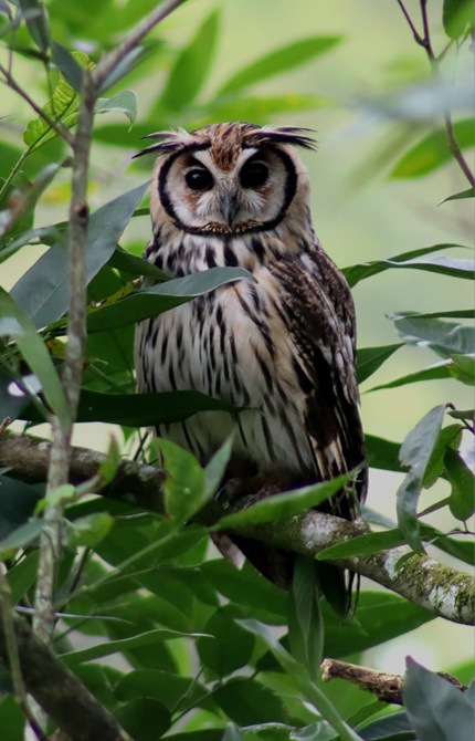 foto de coruja orelhuda, registrada por fernanda
