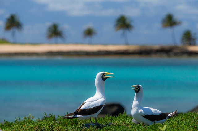 foto de atobás em abrolhos