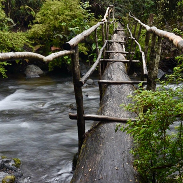 foto de mário barila, tronco que se transformo em ponte na patagônia