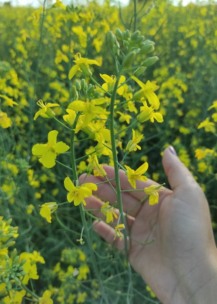 foto de uma mão tocando pé de canola