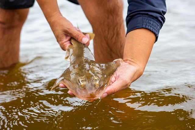 Soltura de raia-viola recuperada no litoral paranaense — Mais de cinco mil exemplares já foram devolvidos vivos ao oceano pelo Rebimar após captura incidental na pesca do linguado. Foto: Gabriel Marchi