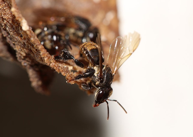 foto de abelha sem ferrão, remete a matéria O agronegócio que envenena os polinizadores que o sustentam