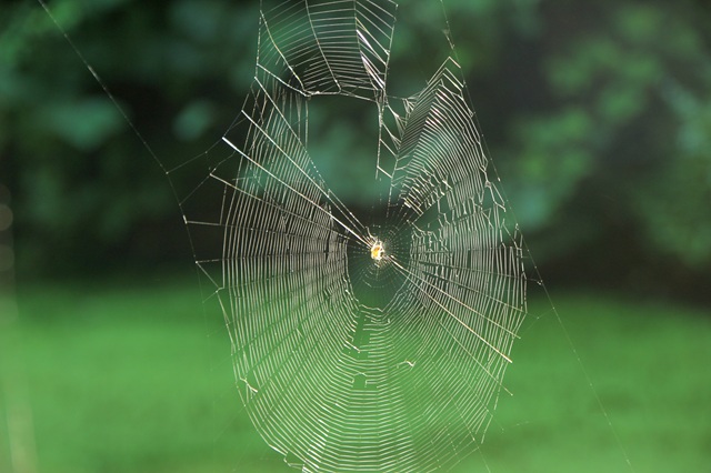 foto de teia de aranha, remete a matéria A conta que não existe