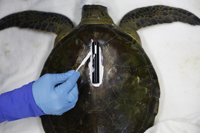 Camila Domit instala transmissor acústico na carapaça de uma tartaruga-verde na Ilha das Cobras, litoral do Paraná — Os dispositivos permitem rastrear os deslocamentos dos animais ao longo da costa e revelar padrões de comportamento invisíveis às expedições de campo