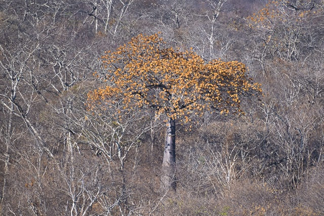 foto de Árvore-barriguda (Cavanillesia arborea), Parque Estadual de Terra Ronca, Guarani de Goiás-GO, remete a matéria Metade da conta: como o Brasil celebrou um recorde amazônico sem mencionar o Cerrado