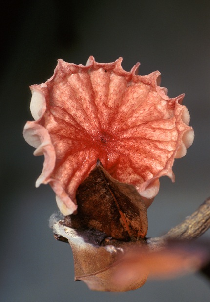 foto do fungo Cogumelo de Moniliophtora perniciosa, o fungo que provoca a doença, remete a matéria Quando a planta não pode escolher entre crescer e sobreviver: dois clones amazônicos reescrevem a equação do cacau