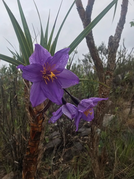 flor canela de ema. remete a matéria Abelhas e beija-flores mantêm vivo o coração genético dos campos rupestres