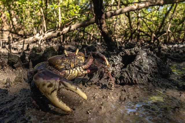 foto de caranguejo uçá, remete a matéria Um mangue sem caranguejos em Iguape: o raio-X do litoral que o Rebimar leva ao Congresso de Oceanografia