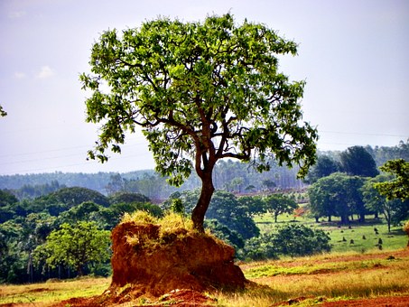 cerrado-777768__340