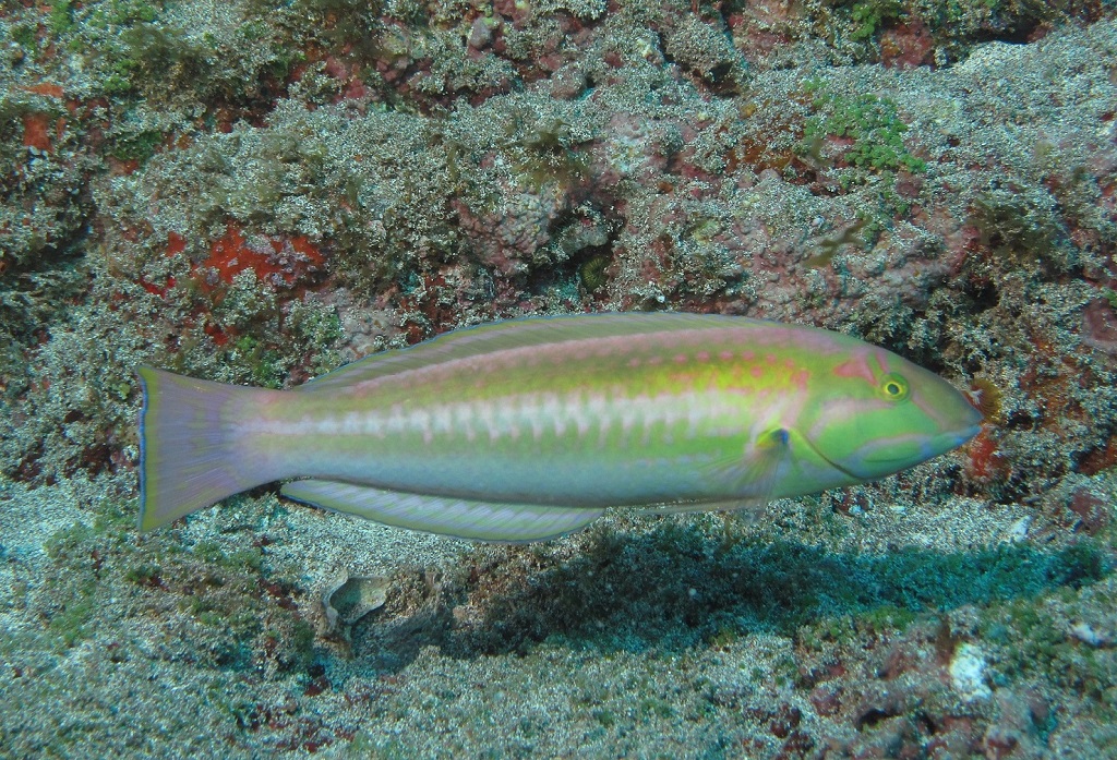 Sabonete de Trindade - Halichoeres rubrovirens - Peixe sabonete de Trindade, uma das espécies que é somente encontrada na Cadeia Vitória-Trindade Hudson T. Pinheiro 