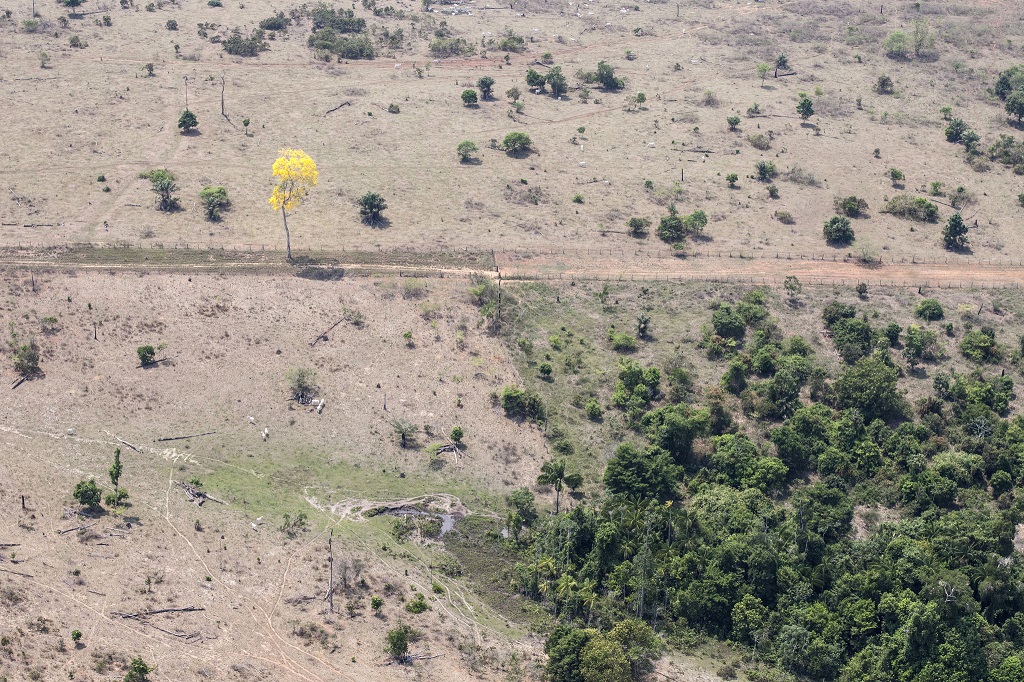 ©Paulo Pereira/Greenpeace